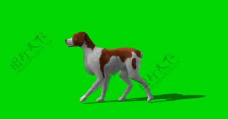 宠物狗绿屏抠像视频素材