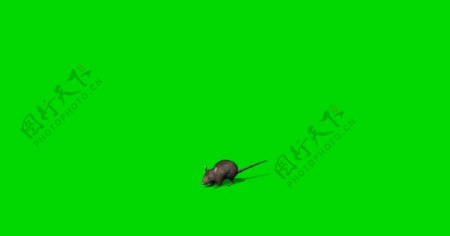 老鼠绿屏抠像视频素材