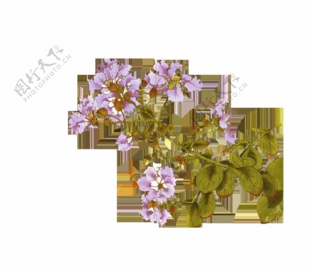 彩绘紫色海棠花png元素