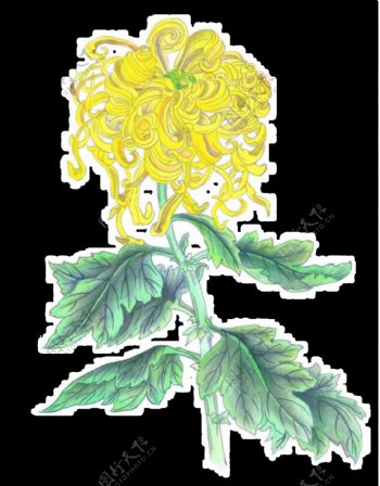 清新美丽黄色手绘菊花装饰元素