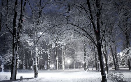 美丽的雪夜树林风景
