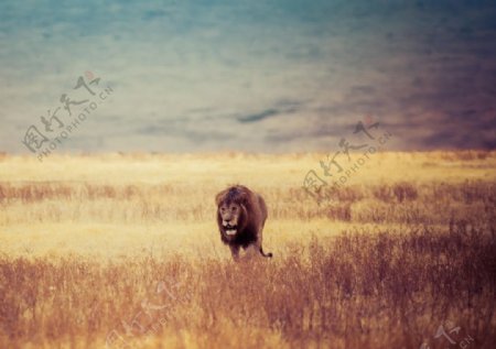 草原上的狮子