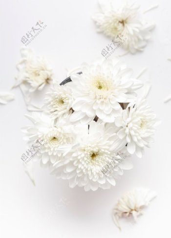 洁白的花朵