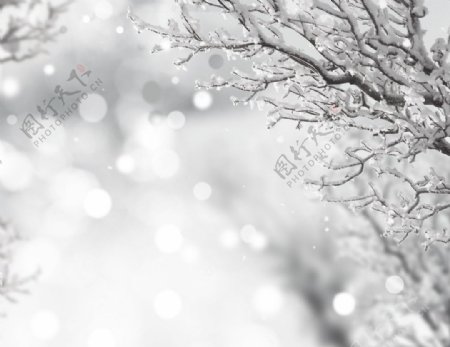 圣诞平安夜雪花树枝高清背景飘雪