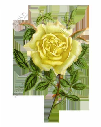 高清黄色玫瑰花朵装饰元素