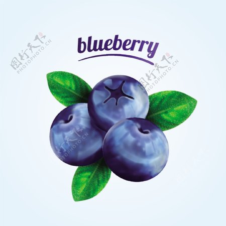 蓝莓水果ai矢量素材下载