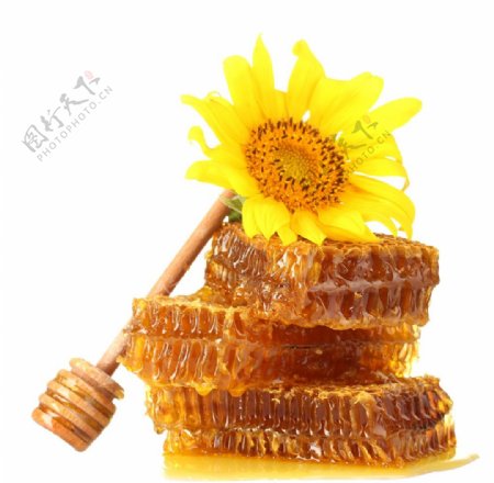 新鲜营养的蜂蜜块