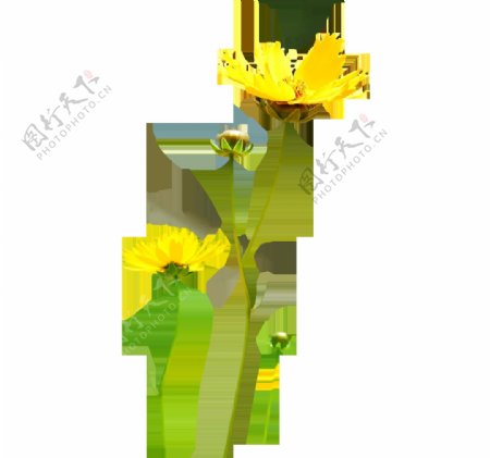 黄色盛开菊花png元素