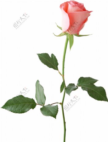 一枝新鲜娇艳的玫瑰花透明装饰素材