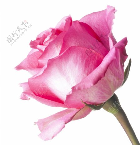 逼真粉色玫瑰透明装饰素材