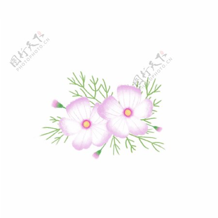 手绘花卉波斯菊插画植物素材
