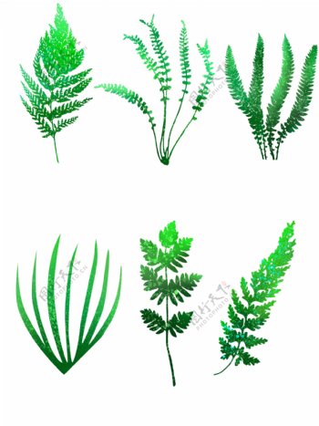 绿色蕨类植物叶子可商用元素套图