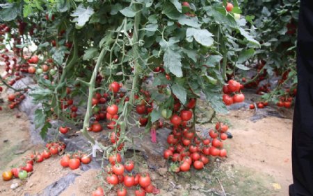 有机无公害高产优良品种西红柿