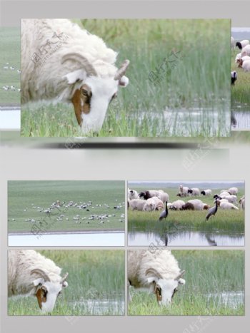 草原牧羊实拍