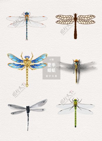 夏季蜻蜓图案装饰元素