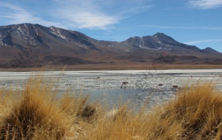 高山山峰雪山森林树林