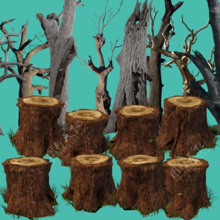 腐朽的枯木树枝
