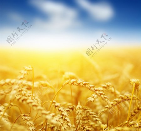 天空麦子黄昏丰收麦穗