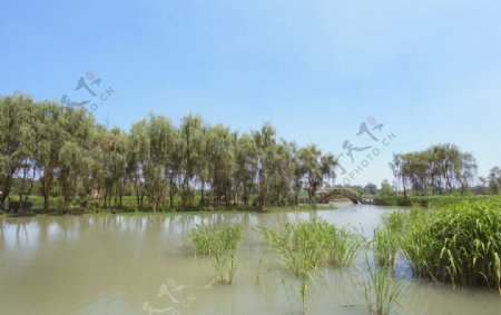 湿地公园河水