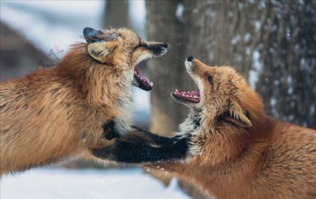 狐狸打架