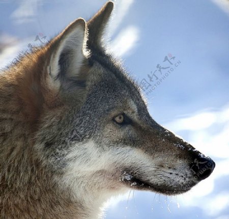 狼狼摄影素材