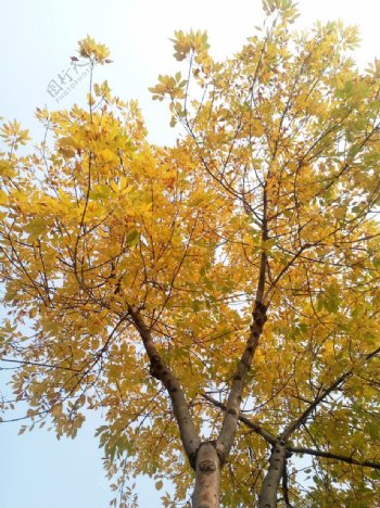 黄色树冠