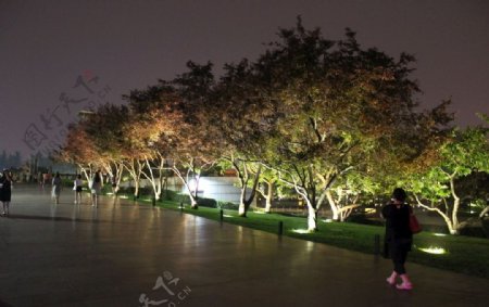 夜景树木