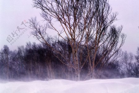 雪中的树枝