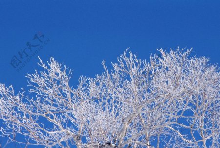 雪中的树枝