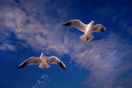 天空海鸥飞翔