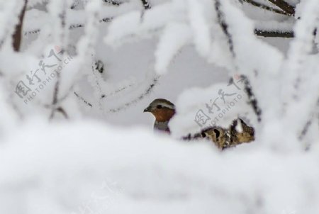 雪中鸟