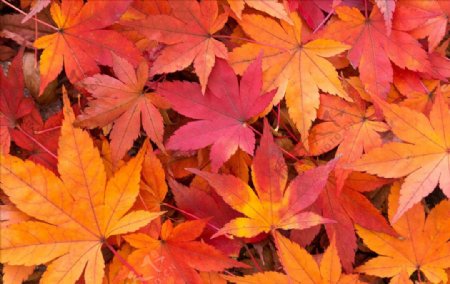 红色秋天树叶纹理