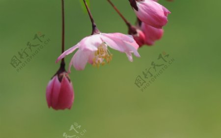 海棠花苞