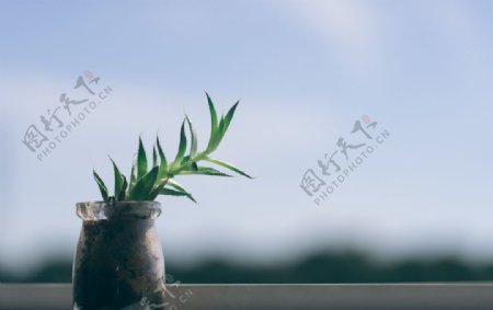 桌面植物