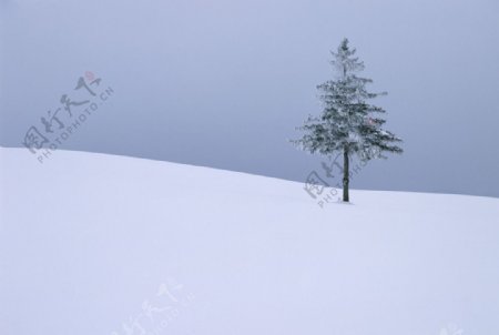雪原上的松树
