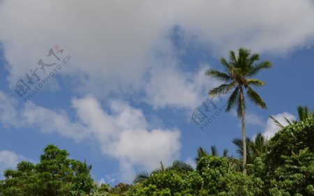 古达的椰树