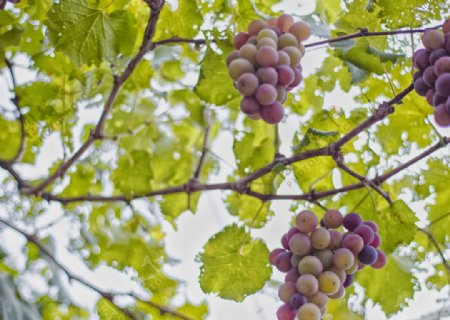 成熟期葡萄水果葡萄酒一串