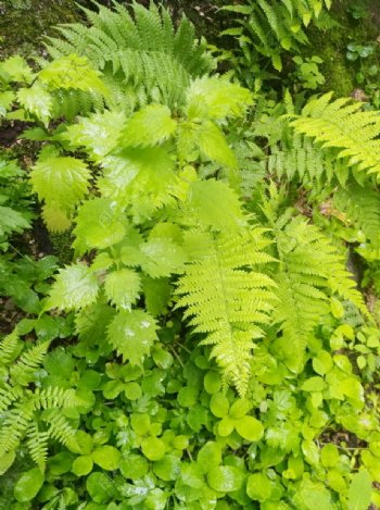 夏天绿叶青草清新