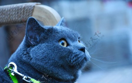 大胖烟头猫蓝猫动物