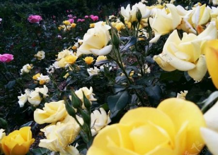 黄玫瑰黄和平月季