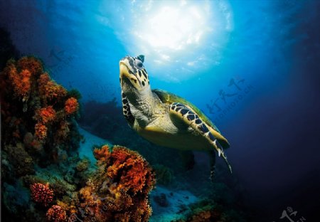 海洋海底红珊瑚海龟