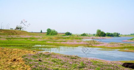 紫色河滩