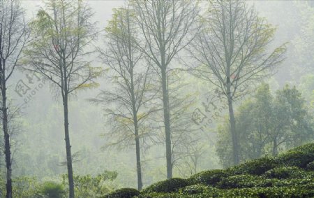 雾天森林