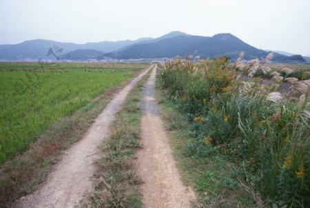 田间道路