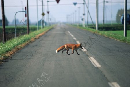 公路上的狐狸