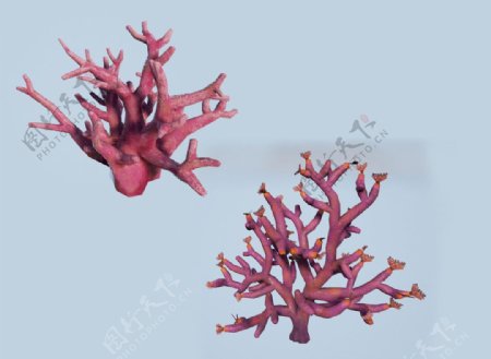 次时代3D模型海底珊瑚