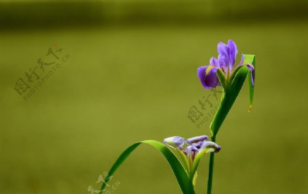 美丽的紫色鸢尾花