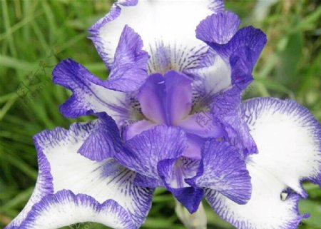 鸢尾紫色花朵