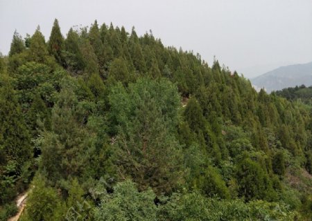 高山顶上层层叠叠的松树