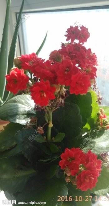 长寿海棠海棠红色花朵